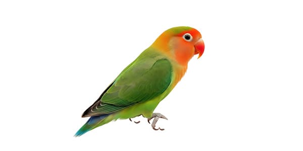 ボタンインコの写真
