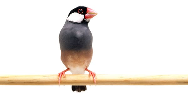 桜文鳥の写真
