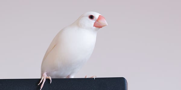 白文鳥の写真