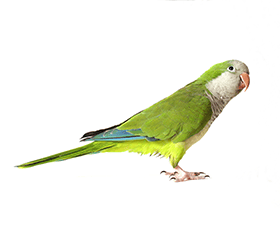 オキナインコ