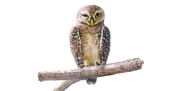 フクロウの写真