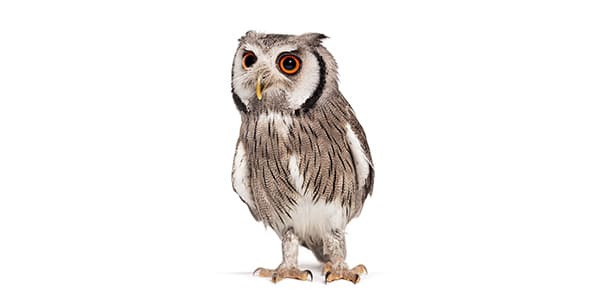 コノハズクの写真