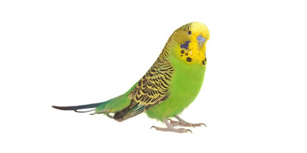 セキセイインコの写真