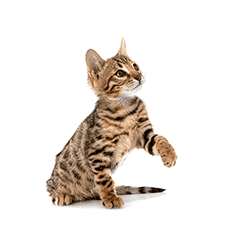 子猫期の写真
