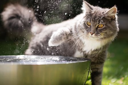 水で遊ぶメイン・クーン