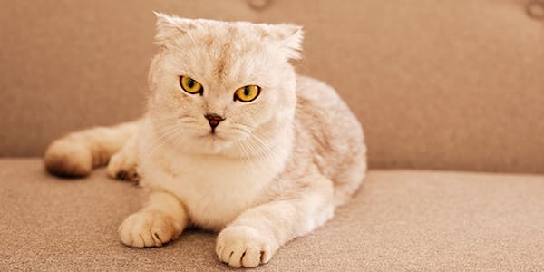 折れ耳(スコティッシュ・フォールド)の猫
