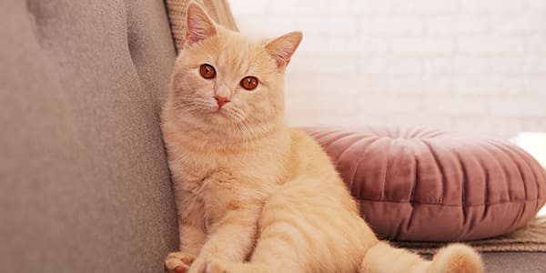 立ち耳(スコティッシュ・ストレート)の猫