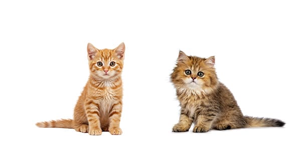 0〜4歳の猫（茶トラとキジトラの子猫）