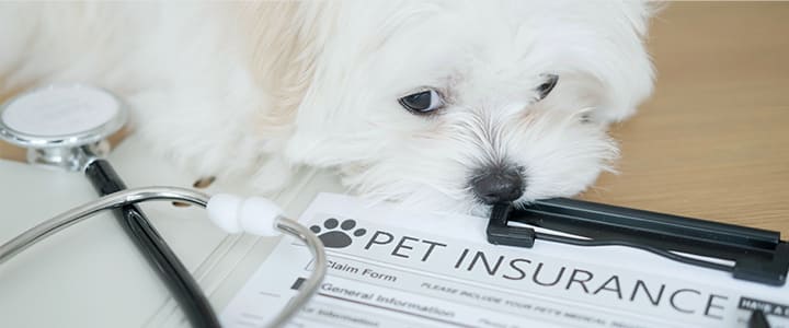 ペット保険の免責事項に当てはまらないか心配している犬