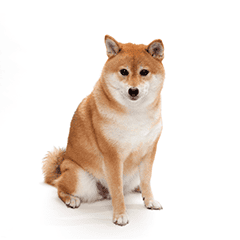 中型犬の写真