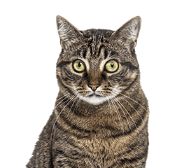 交雑種猫(ミックス)の写真