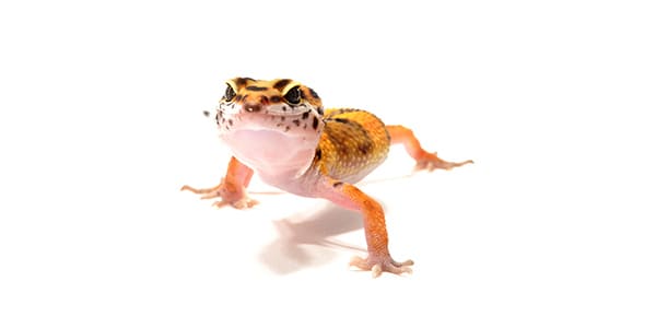 ヒョウモントカゲモドキの写真