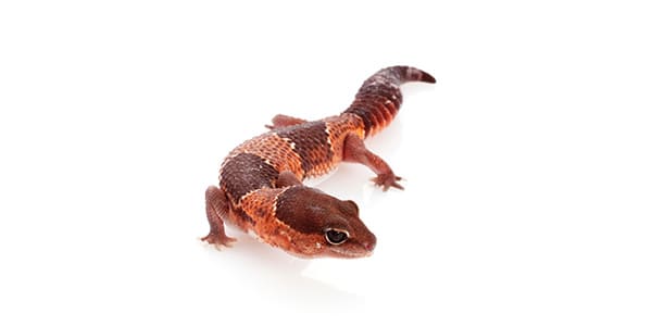 ニシアフリカトカゲモドキの写真