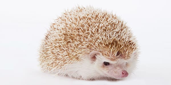 シナモンのハリネズミ（茶色っぽい針と優しい印象が特徴）