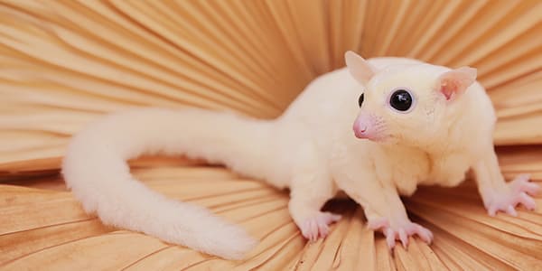 リューシスティックのフクロモモンガ(真っ白な毛色で黒い目が特徴)
