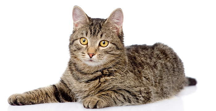 MIX（猫）