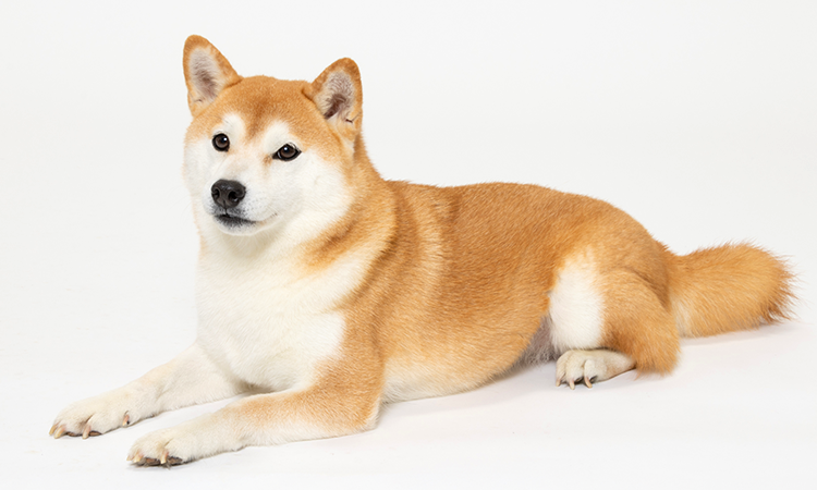 柴犬